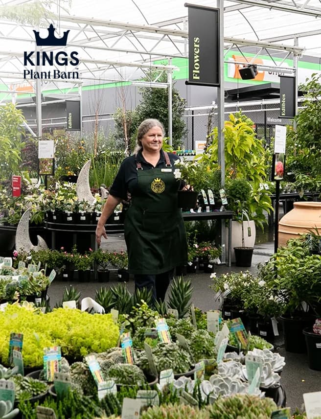 Kings Case Study